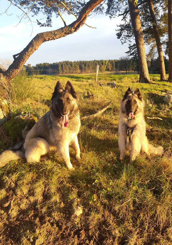 Éducation canine comportementaliste Haute Loire deux chiens